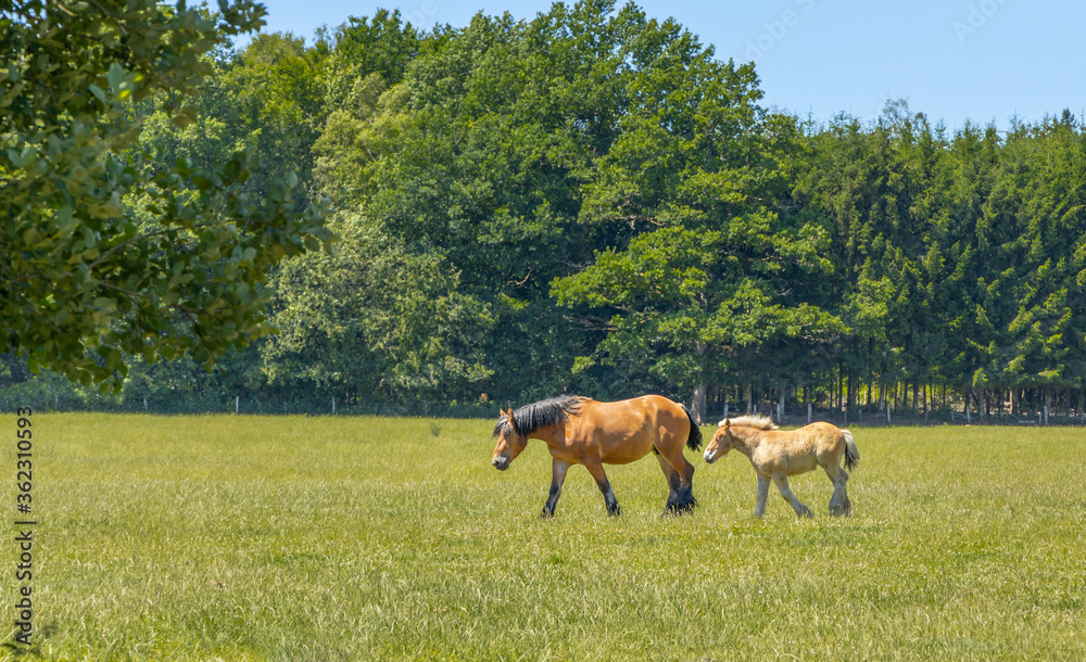 Horse with foal in a field. Horse with foal in a field.