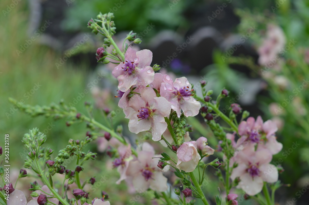 Little pink flowers in the garden Little pink flowers in the garden