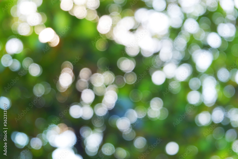 Obraz premium white bokeh blur background from under tree