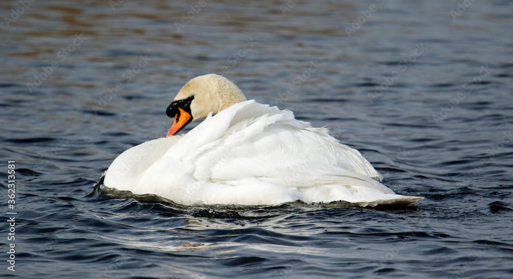 Fototapeta premium Mute swan preening and bathing on a lake