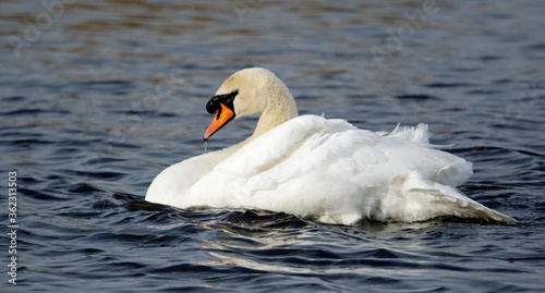 Mute swan preening and bathing on a lake