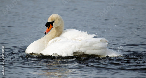Mute swan preening and bathing on a lake