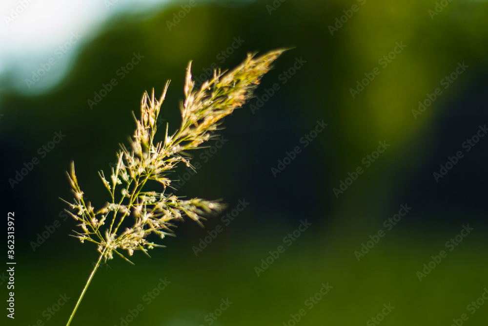 Bokeh of the nature, blur focus background, nature background, green colors. Sunlight on the grass and growing plants.