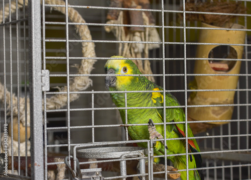 postcard home amazon green with yellow crest red feathers sitting on a branch in a cagesitting on a branch in a cage
