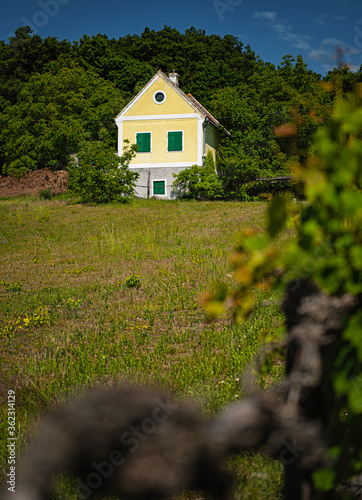 Nice vineyard at lake Balaton