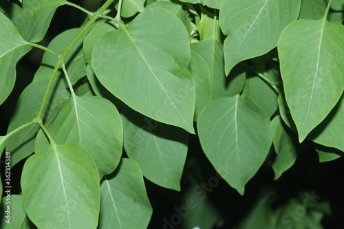  large green leaves of a tree