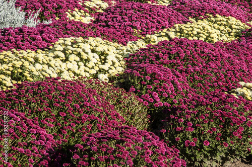 purple and yellow flowers