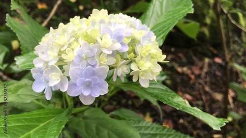 This is a photo of yellow and white hydrangea. 青紫色の紫陽花の写真です。