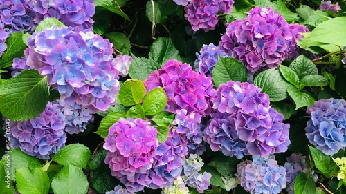 This is a photo of red and purple hydrangea. 赤紫色の紫陽花の写真です。