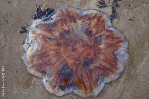 Arctic jellyfish washed ashore after low tide, coast of the Barents sea, Russia 