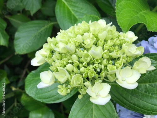 This is a photo of white hydrangea. 白色の紫陽花の写真です。