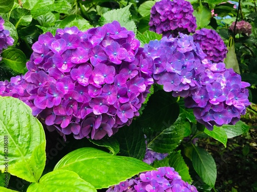 This is a photo of purple hydrangea. 青紫色の紫陽花の写真です。