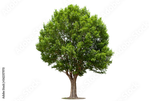 Tree isolated tree on white background Thailand.