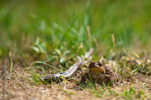 Frog toad reptile in the grass with one eye on a sunny day near some wood © LDC