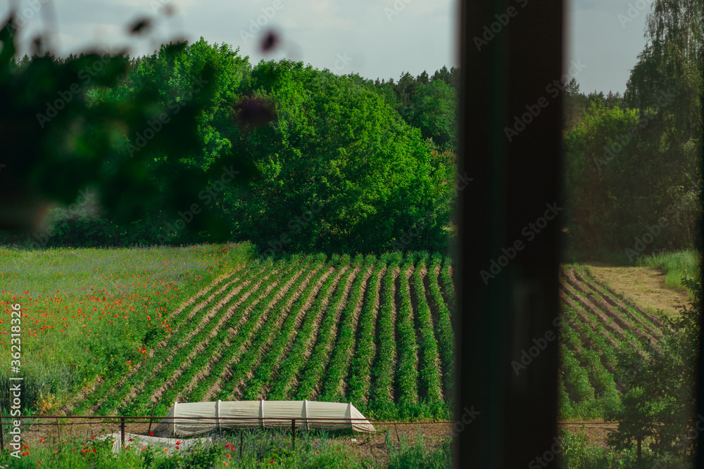 Fototapeta premium Window. A window overlooking the garden on which the potatoes grow.