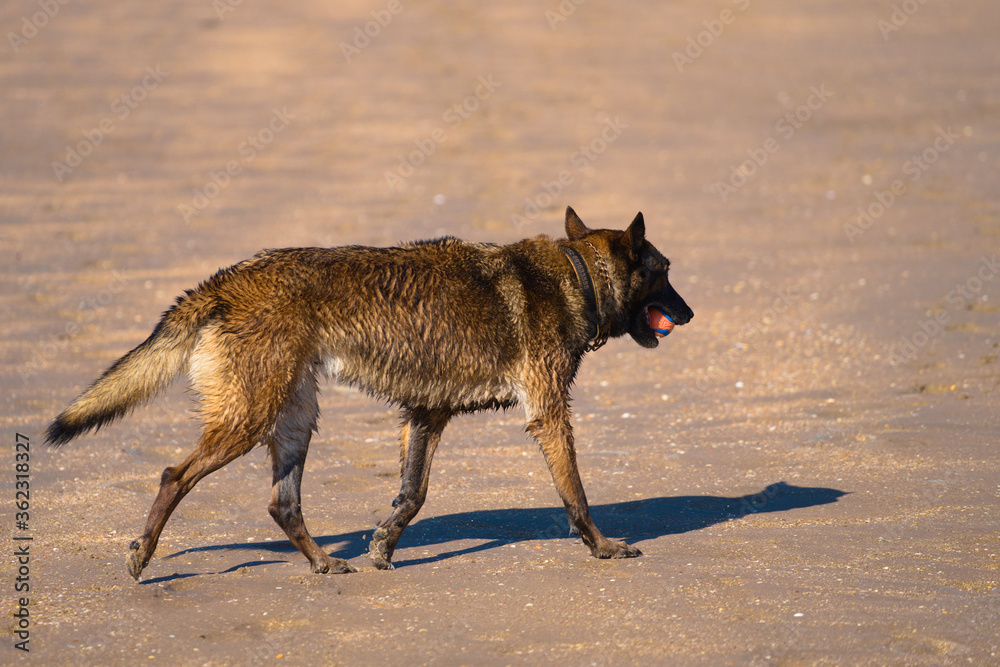 Beautifull german shepherd dog at sea playing with a tennis ball on a beach on a sunny day
