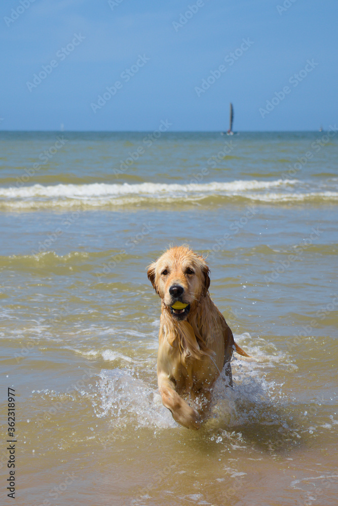 Beautifull golden retriever dog coming out of the sea with a tennis ball on a sunny day Beautifull golden retriever dog coming out of the sea with a tennis ball on a sunny day