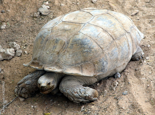 Large turtle in the zoo close-up on the background of the earth in the summer