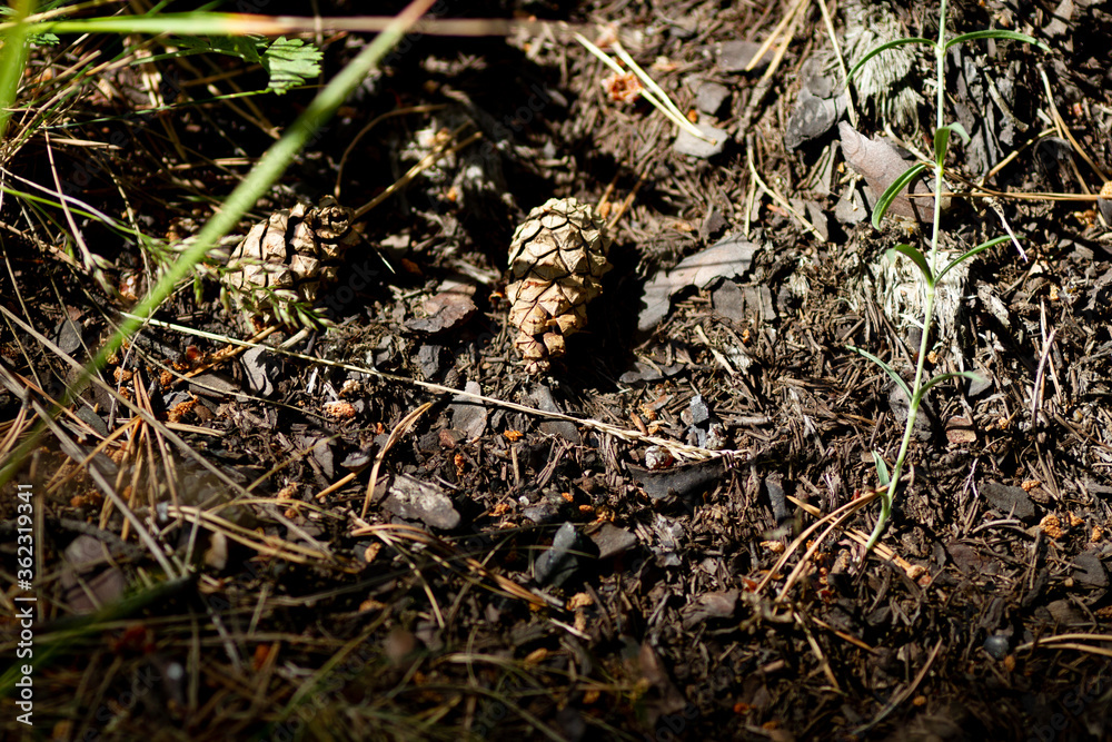 Real nature backround: Pine cones on the ground, among old leaves, needles and grass Real nature backround: Pine cones on the ground, among old leaves, needles and grass