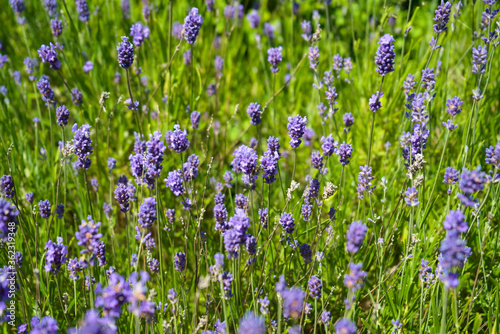 Purple lavender flower in a field