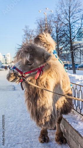 Camel in the city in winter