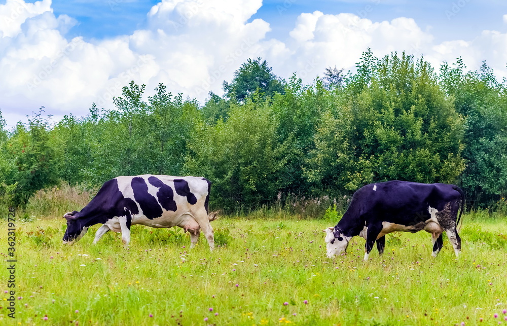 White and black cows in a field with grass on the background of bushes and sky with clouds in summer