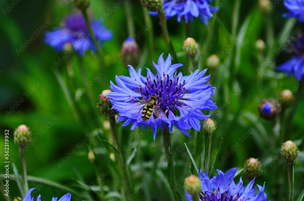 knapweed blue flower in the garden green knapweed blue flower in the garden green