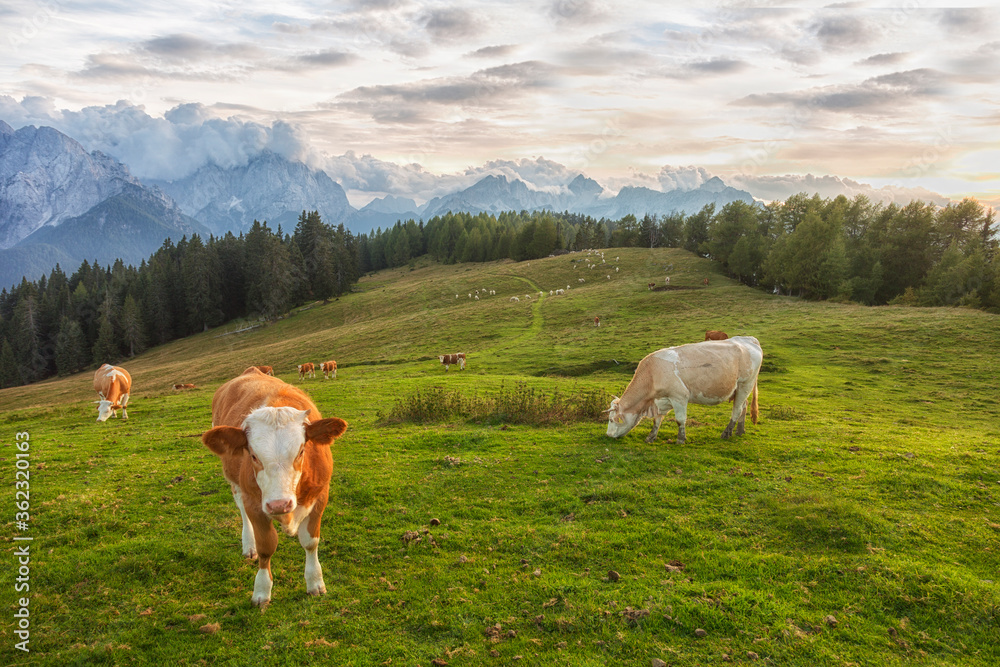 Herd of cows in a meadow in the Alps , Italy Herd of cows in a meadow in the Alps , Italy