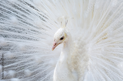 Fotografía Beautiful white peacock close up
