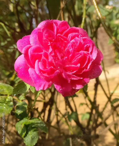 Wallpaper Mural pink rose in garden Torontodigital.ca