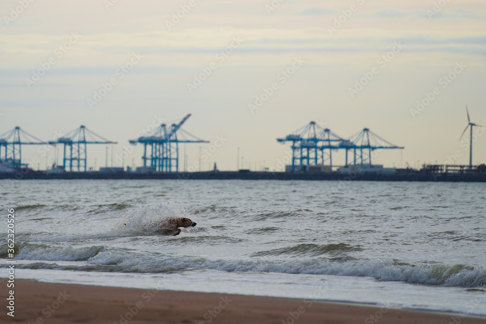 German sheperd dog doing a late night swim at the coast in Ostend