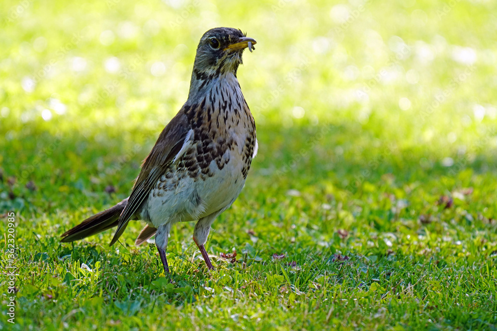 Fototapeta premium a fieldfare, turdus pilaris with speckled plumage collect worms for the young birds 