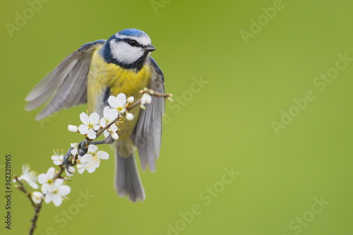 The Eurasian blue tit (Cyanistes caeruleus) is a small passerine bird in the tit family.