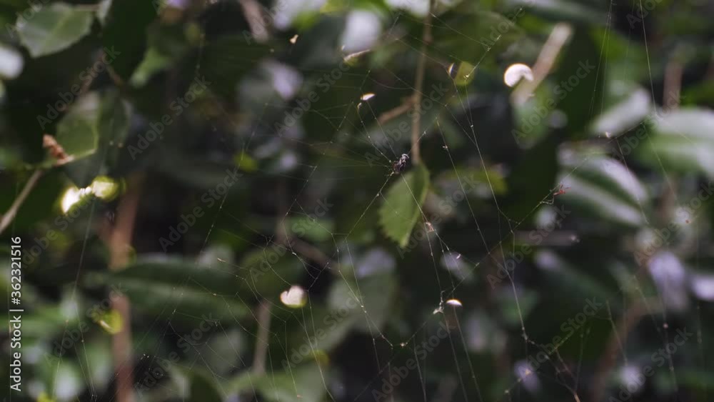 Fly Caught in Spider Web. An Insect Stuck to Net Trying to Escape Fly Caught in Spider Web. An Insect Stuck to Net Trying to Escape