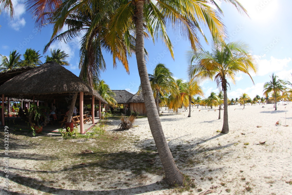 Paradise beach. White sand and palm on the beach. Cayo largo beach