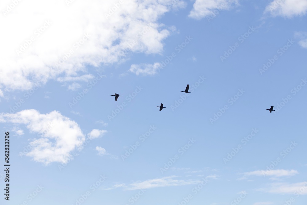 Three sea birds flying in blue sky