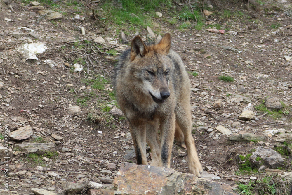 iberian, animal, wild, europe, spain, gray, carnivore, nature, mammal, fauna, forest, wolf, lupus, grey, spanish, iberia, wildlife, lif iberian, animal, wild, europe, spain, gray, carnivore, nature, mammal, fauna, forest, wolf, lupus, grey, spanish, iberia, wildlife, lif