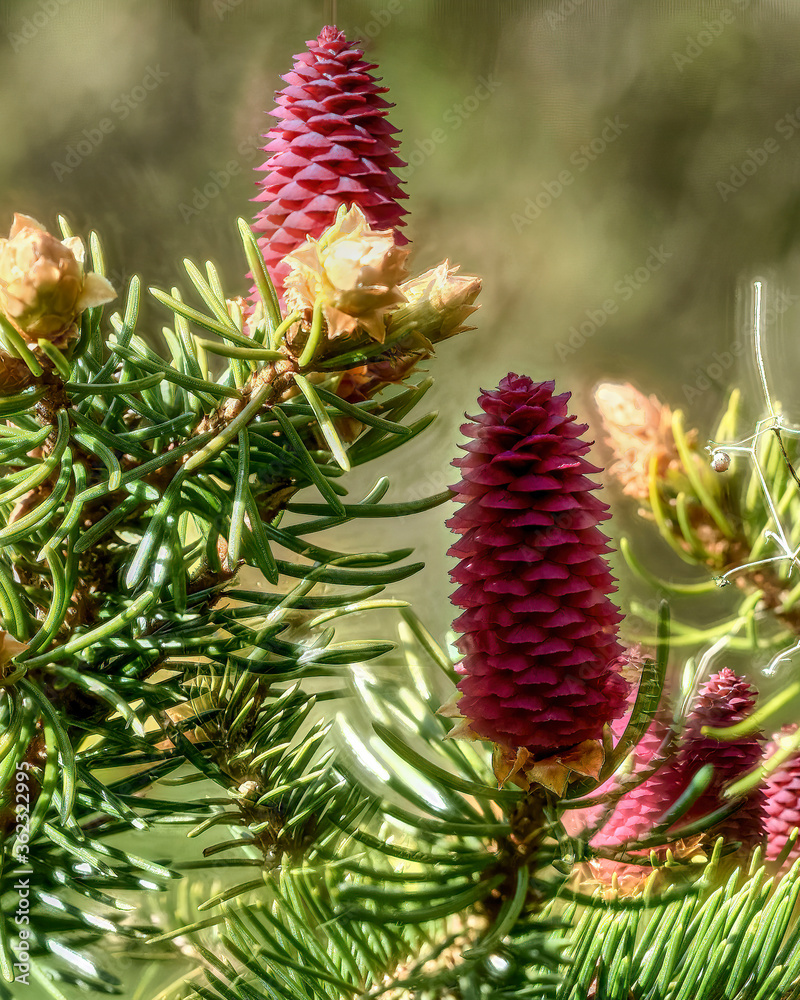 pine cones on a branch pine cones on a branch