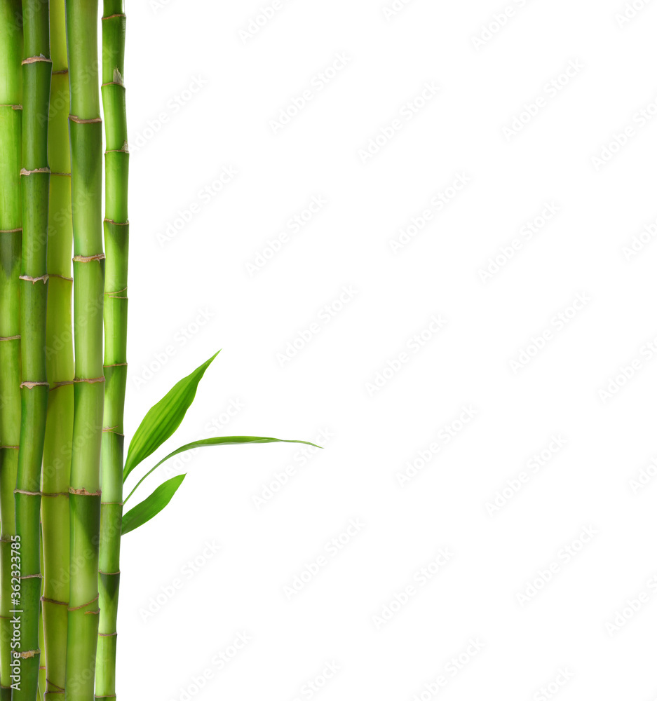 Obraz premium Branches of Bamboo isolated on white background.