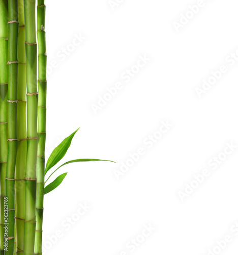  Branches of Bamboo isolated on white background.