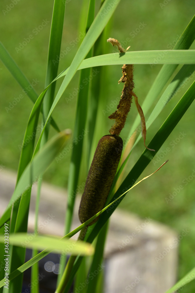 typha plant or cattail or reedmace spike in focus