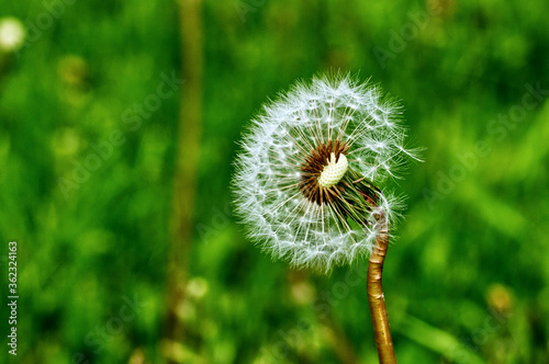 dandelion on green background