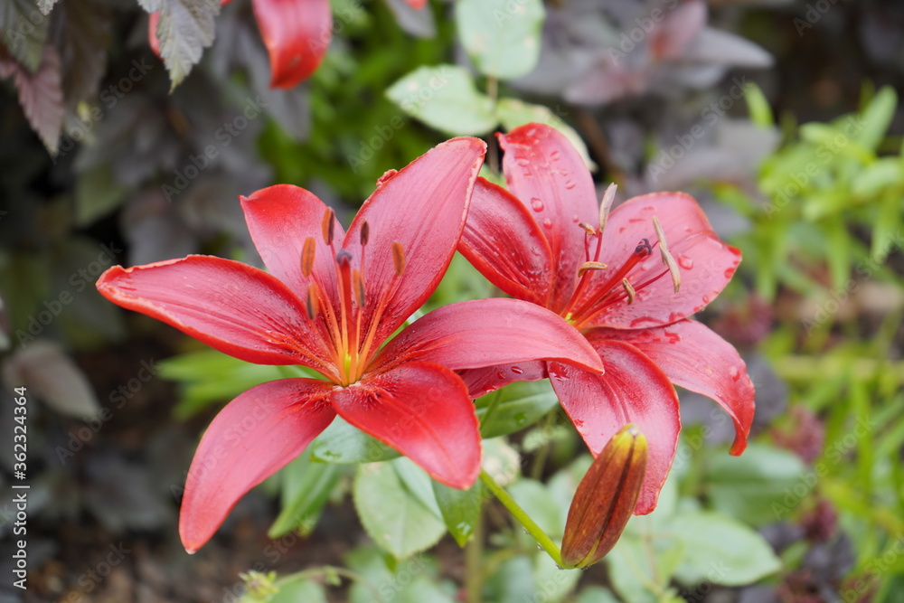 Fototapeta premium lilies