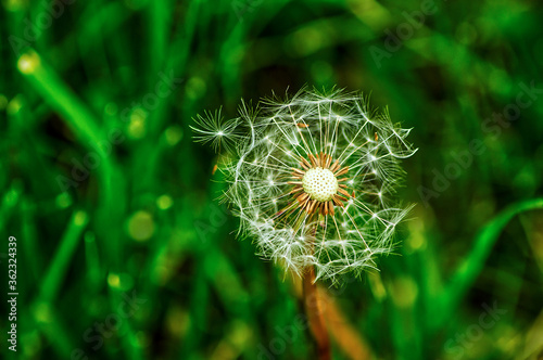 dandelion in the grass