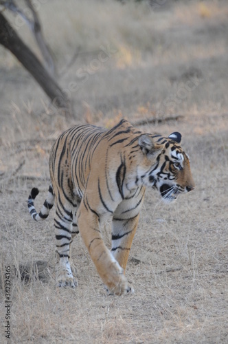 Indian tiger