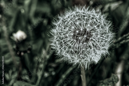 dandelion seed head