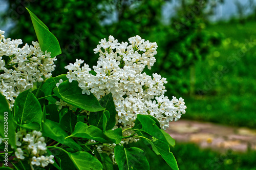 white flowers in a garden