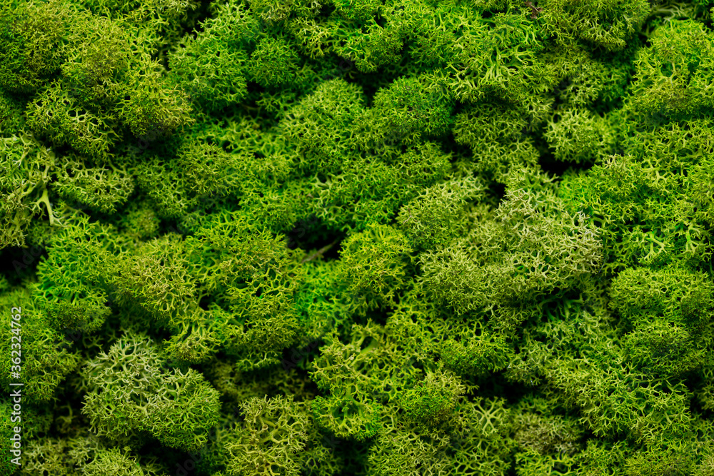 green moss background texture Wallpaper