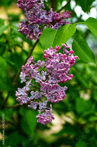 pink lilac flowers