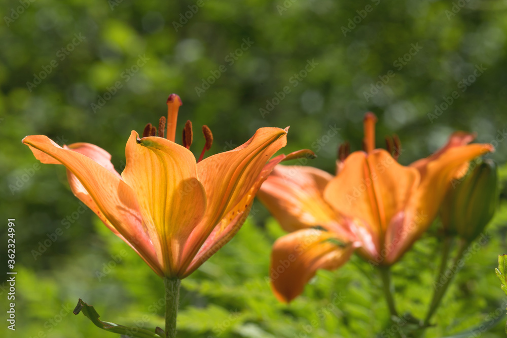 Fototapeta premium bei bei fiori in controluce la mattina presto
